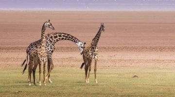 Magical 5 Days Arusha to Arusha Tanzania Wildlife Holiday Package