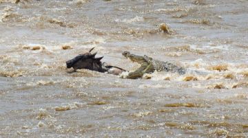 Beautiful 5 Days Arusha to Ngorongoro - Lake Manyara National Park Wildlife Tour Package