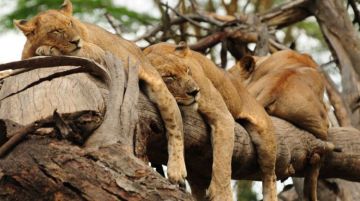 Memorable 12 Days 11 Nights Amboseli Kenya Wildlife Trip Package