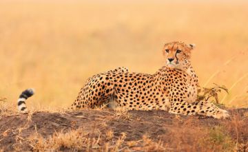 Pleasurable 10 Days Nairobi to Amboseli Kenya Wildlife Tour Package