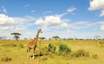 Family Getaway 8 Days Tsavo West Friends Tour Package