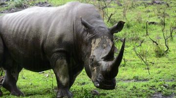 Heart-warming 8 Days Nairobi to Lake Nakuru Wildlife Holiday Package