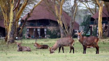 Best 14 Days Kericho Wildlife Vacation Package