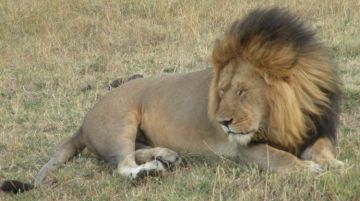 Best 3 Days Nairobi to Masaimara Wildlife Holiday Package