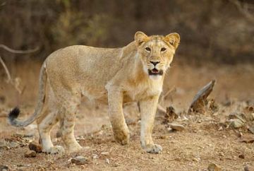 3 Days 2 Nights Mumbai, Ahmedabad with Bhavnagar Tour Package