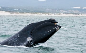 Experience 9 Days Johannesburg, Gardenroute with Cape_town Family Trip Package