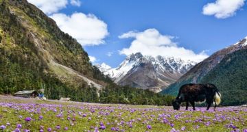 Best 3 Days Lachung with New Delhi Trip Package