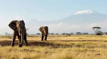 Beautiful 7 Days Nairobi to Lake Nakuru National Park Wildlife Vacation Package