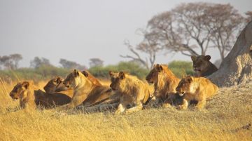 4 Days 3 Nights Nairobi Kenya, Lakenaivasha - Masai Mara, Savannah Plains and Nairobi Friends Trip Package