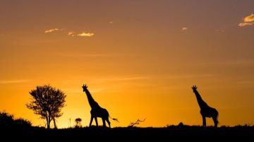 4 Days 3 Nights Nairobi Kenya, Lakenaivasha - Masai Mara, Savannah Plains and Nairobi Friends Trip Package