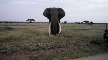 Amazing 3 Days 2 Nights Amboseli Wildlife Holiday Package