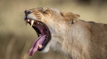 Ecstatic 2 Days Nairobi to Nairobi Kenya - Masai Mara Wildlife Holiday Package