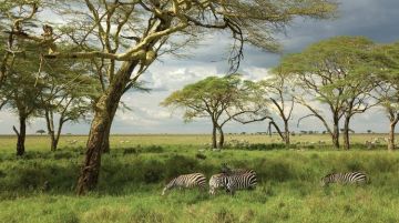 Experience 8 Days Serengeti National Park Vacation Package