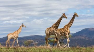 Memorable 8 Days 7 Nights Nairobi Kenya Wildlife Holiday Package