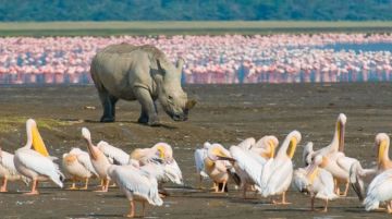 7 Days 6 Nights Nairobi to Samburu Game Reserve Wildlife Vacation Package