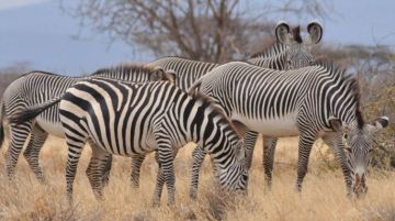 7 Days 6 Nights Nairobi to Samburu Game Reserve Wildlife Vacation Package