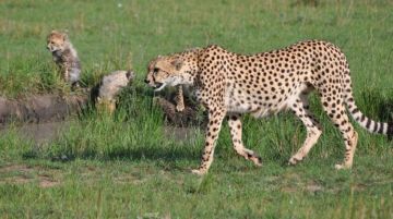 12 Days 11 Nights Nairobi to Aberdares Country Club Wildlife Vacation Package