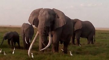 Pleasurable 4 Days Nairobi to Maasai Mara Game Reserve Vacation Package