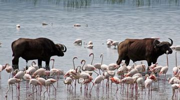 4 Days 3 Nights Nairobi to Maasai Mara Game Reserve Wildlife Holiday Package