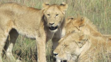 Family Getaway 4 Days Nairobi to Maasai Mara National Reserve Tour Package