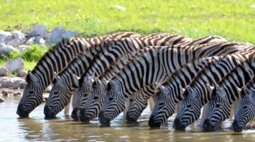 Unparalleled Safari of Serengeti & Zanzibar