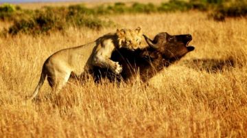 Pleasurable 4 Days 3 Nights Nairobi Kenya Wildlife Vacation Package
