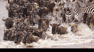 Memorable 3 Days Nairobi to Masaimara Wildlife Trip Package