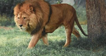 Pleasurable 4 Days Livingstone International Airport Vacation Package