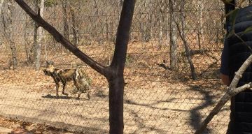 Zambezi River Tour Package for 5 Days from African Sunrise In The Park