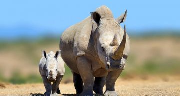 Amazing 6 Days 5 Nights Zambezi River Trip Package