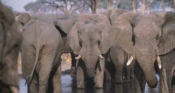 Heart-warming 7 Days Livingstone International Airport, Victoria Falls, Zambezi River with Hwange National Park Vacation Package