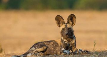 Beautiful 10 Days Hwange National Park Holiday Package