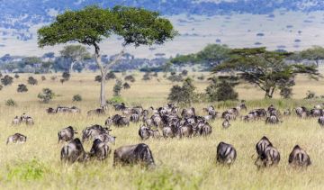 Beautiful 4 Days Serengeti Family Holiday Package