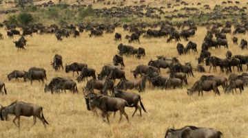 Best 3 Days Masai Mara Game Reserve Wildlife Trip Package