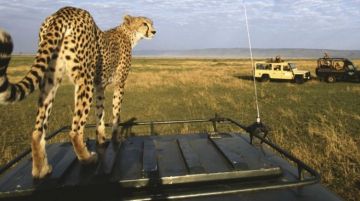 Best 3 Days Masai Mara Game Reserve Wildlife Trip Package