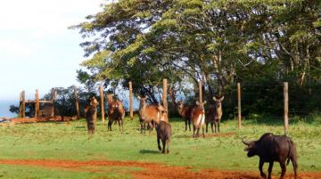 7 Days 6 Nights Nairobi to Nairobi Kenya Wildlife Trip Package
