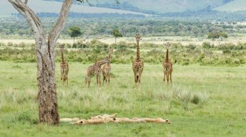 6 Days 5 Nights Nairobi Kenya, Samburu, Lakenakuru with Masaimara Family Tour Package