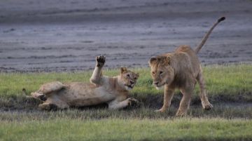 17 Days 16 Nights Arusha Friends Tour Package