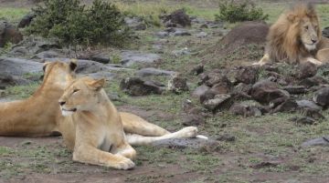 Pleasurable 3 Days 2 Nights Nairobi Wildlife Trip Package