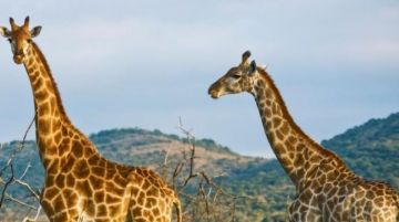 Ecstatic 8 Days Arusha to Masai Mara National Reserve Wildlife Trip Package