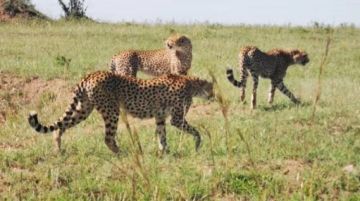 Ecstatic 8 Days Arusha to Masai Mara National Reserve Wildlife Trip Package