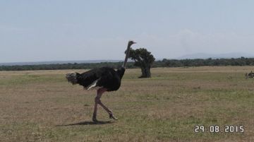 Pleasurable 3 Days Nairobi Kenya Wildlife Holiday Package