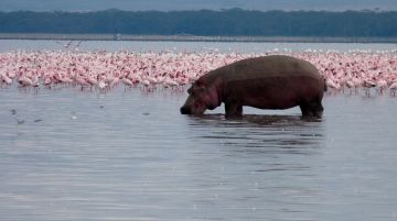 Magical 8 Days Nairobi to Lakenakuru Wildlife Trip Package