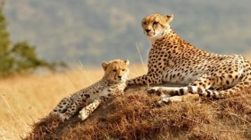 Best 7 Days Nairobi to Kimana Sanctuary Friends Holiday Package