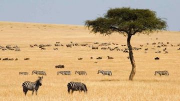 Heart-warming 3 Days Nairobi Kenya Wildlife Tour Package