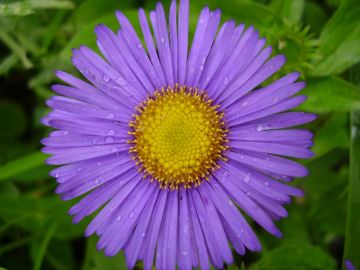 Amazing 7 Days 6 Nights Ghaziabad, Govindghat, Ghangaria and Valley Of Flower National Park Tour Package