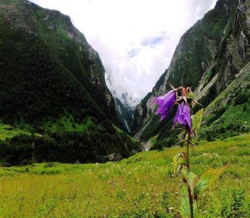 Amazing 7 Days 6 Nights Ghaziabad, Govindghat, Ghangaria and Valley Of Flower National Park Tour Package