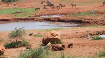 Family Getaway 8 Days Samburu - Sweet Waters Vacation Package