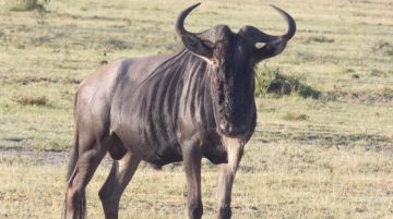 Memorable 13 Days 12 Nights Samburu Game Reserve - Ol Pejeta Conservancy Holiday Package