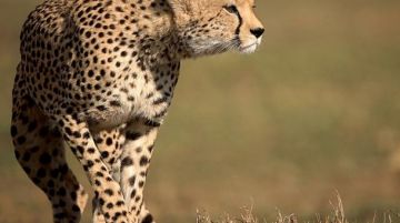 Amazing 9 Days Serengeti Friends Holiday Package